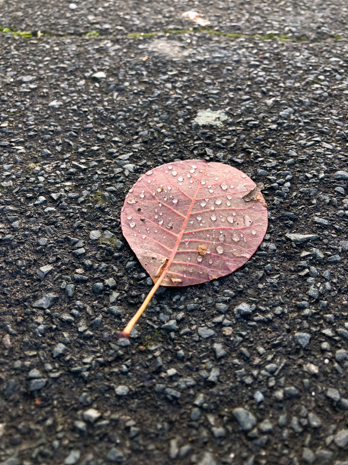 A leaf I doubled-back to look more closely at. Photograph of a red leaf with water droplets on the surface, lying on a tarmac pavement.