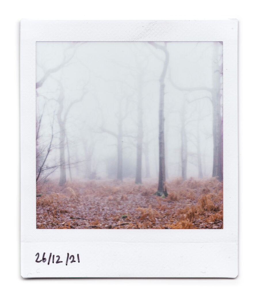 Instax square instant photograph of winter trees in the mist, with orangey brown leaves and ferns below.