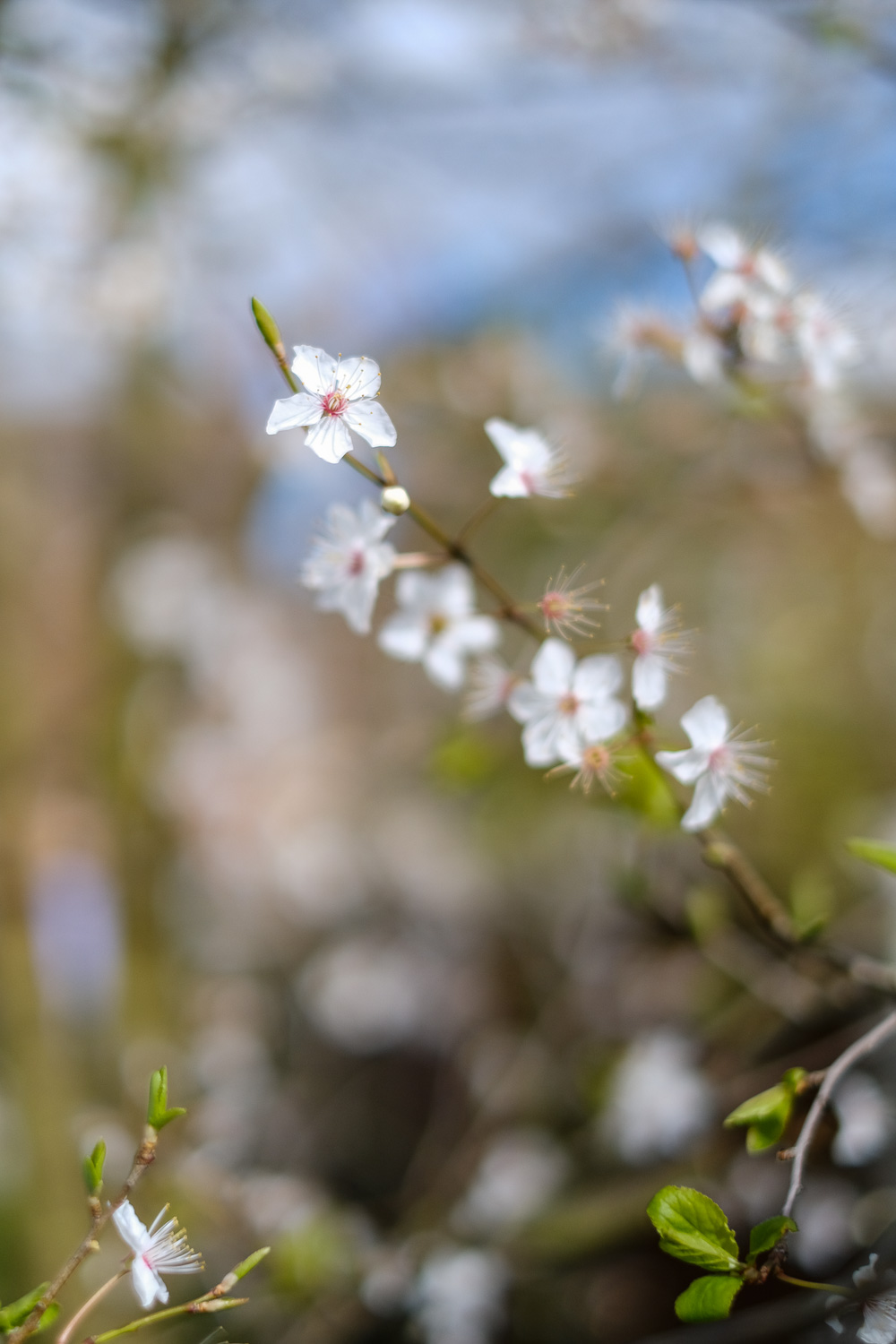 Blossom and blue sky in the garden. Photograph of blossom on a branch, with just one flower in focus, blue sky and more plants out of focus behind.