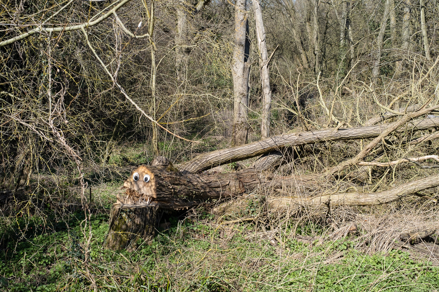 In the woods. Photograph of a fallen tree in the woods, upon which someone has placed a pair of googly eyes, so it looks like a face with teeth where the split in the trunk is.