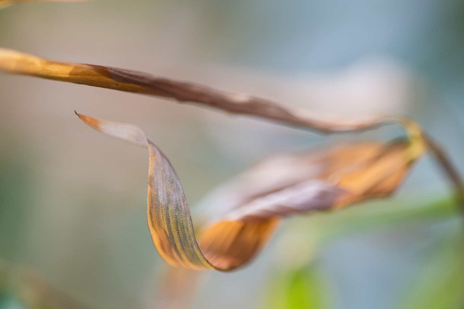 Something noticed while I was supposed to be resting. Macro photograph of a curled, dried bambook leaf.