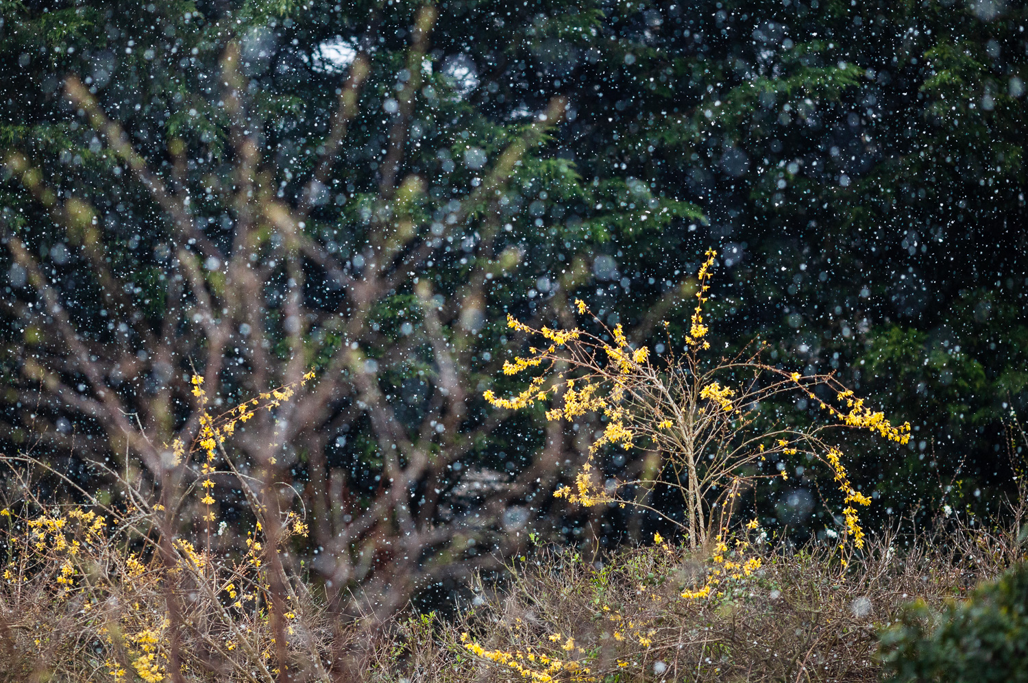 Three days ago I sat in the sun in a T-shirt. Photograph of a forsythia plant with yellow flowers, surrounded by trees and plants, with snow falling all around.