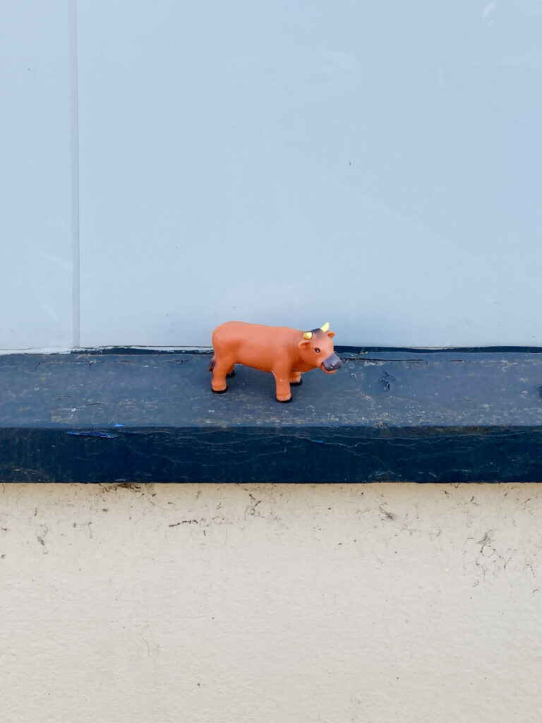 Photograph of a plastic toy cow in a dark blue pained ledge, with a light blue wall above and cream wall below.