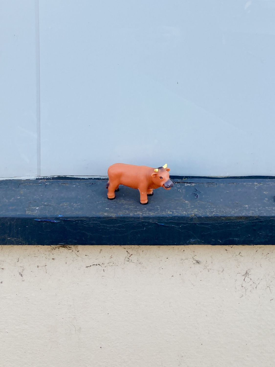 Left behind. Photograph of a plastic toy cow in a dark blue pained ledge, with a light blue wall above and cream wall below.