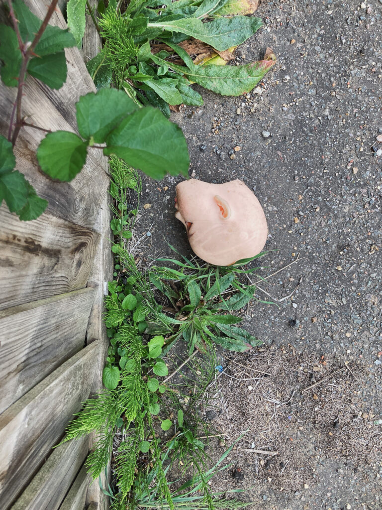 Photograph looking down at a plastic head on a path, with weeds growing around and a wooden fence visible to the left of the frame.