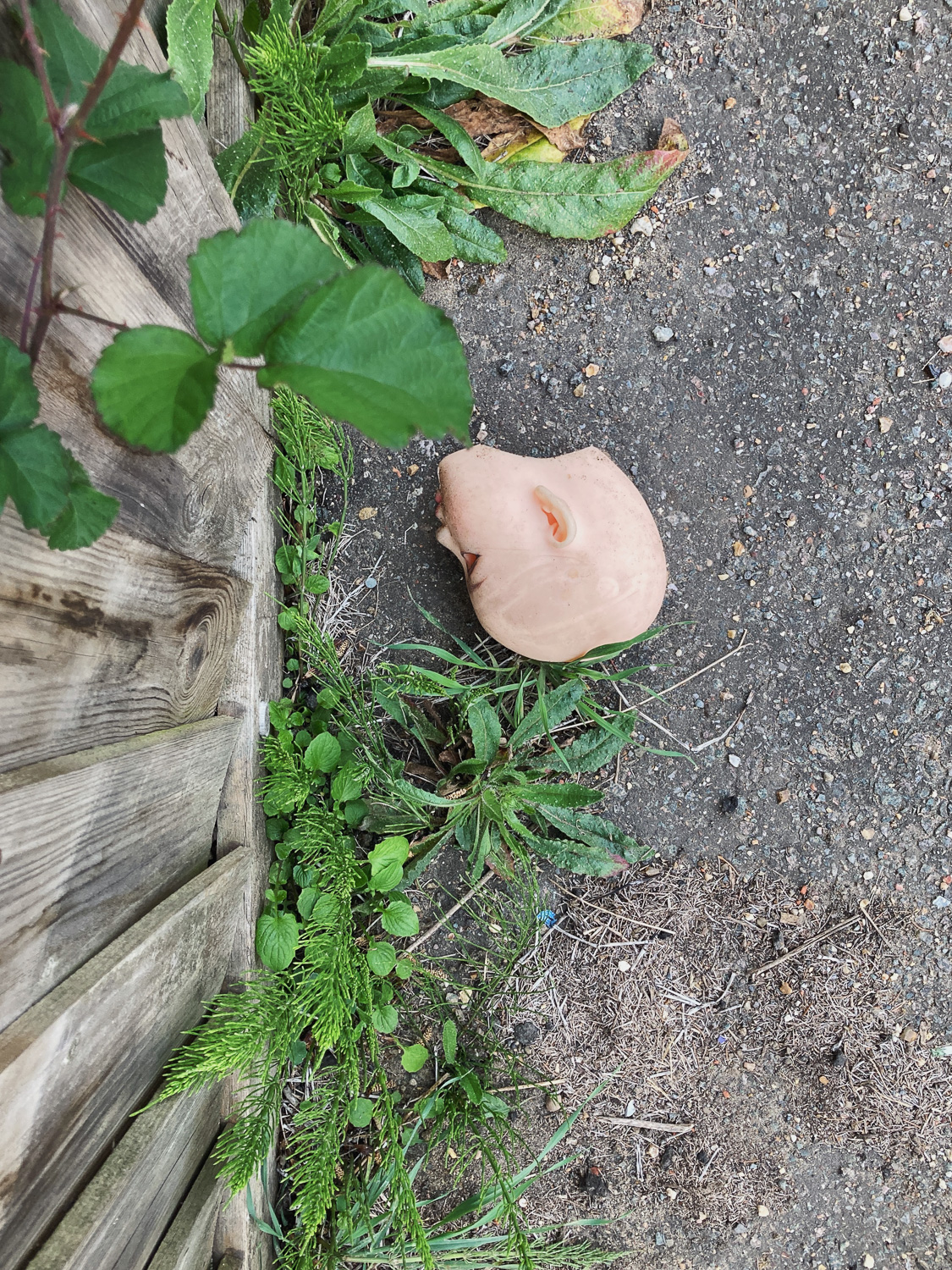 An unexpected sight. Photograph looking down at a plastic head on a path, with weeds growing around and a wooden fence visible to the left of the frame.