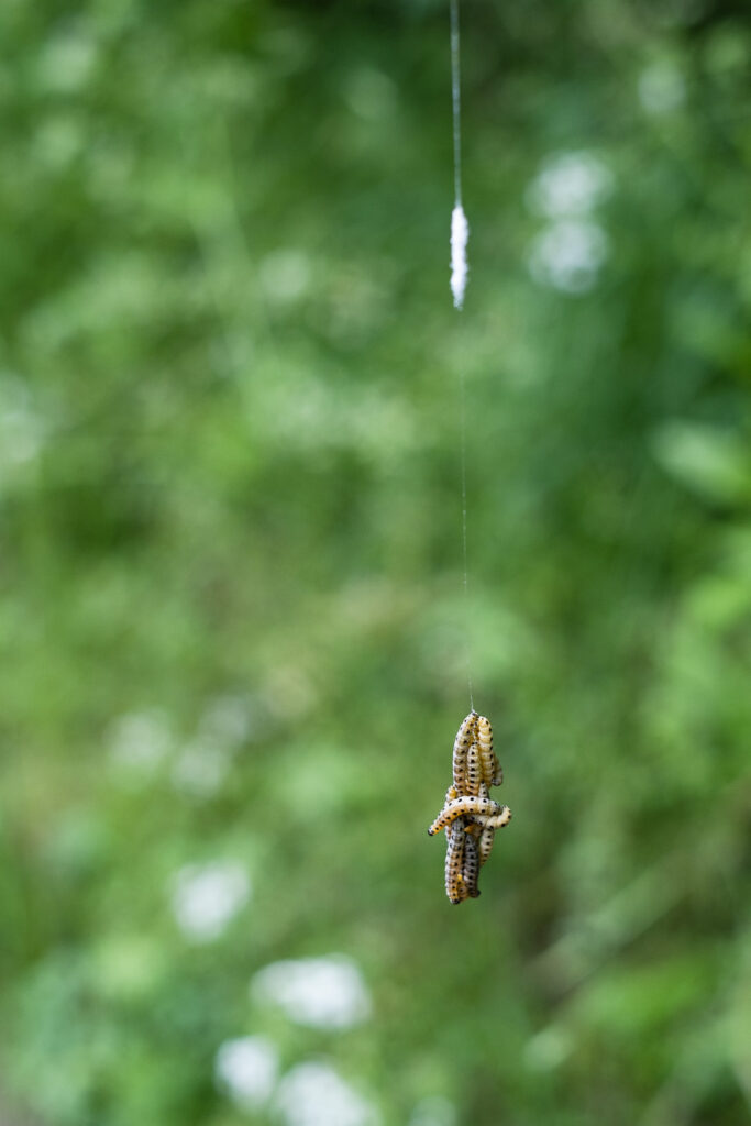 Photograph of lots of catapillers hanging from a thin thread, against a blurred green background.