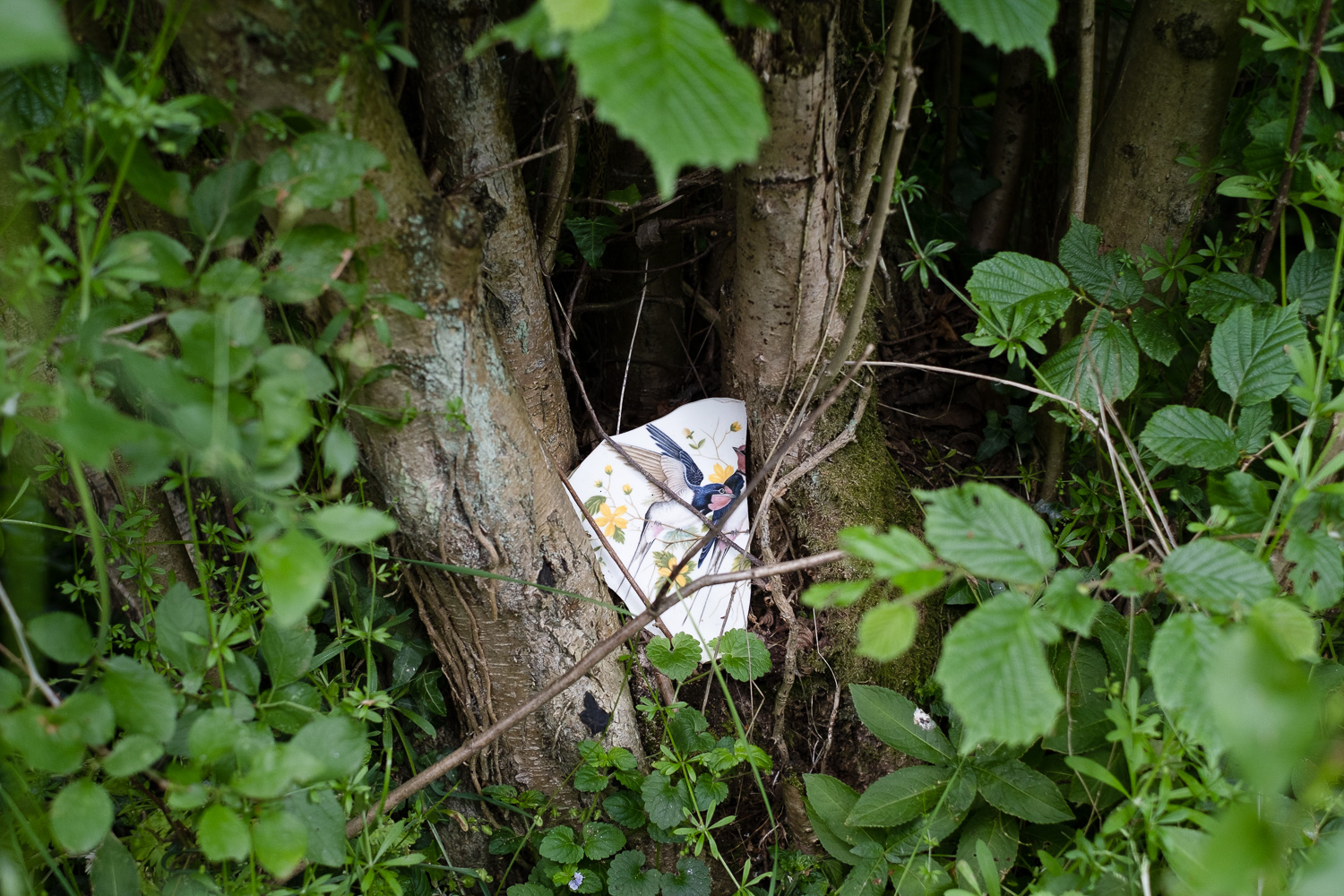A footpath decoration. Photograph of a piece of ceraic decorated with a painted birds and flowers wedged in between tree trunck, with foliage growing around.