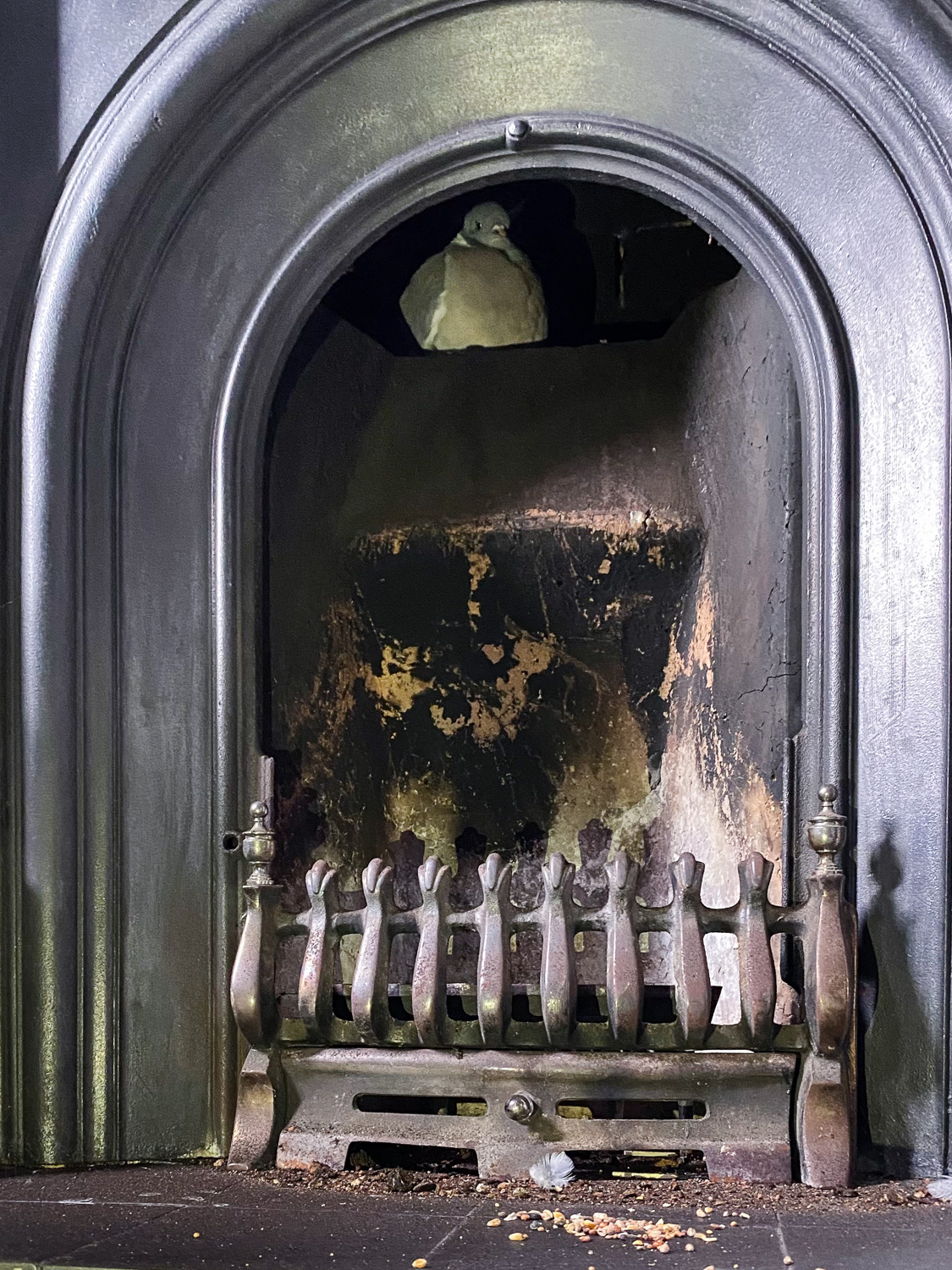 Not what I had planned for the afternoon. Photograph of a fireplace with a pigeon sitting on a ledge, having fallen down the chimney