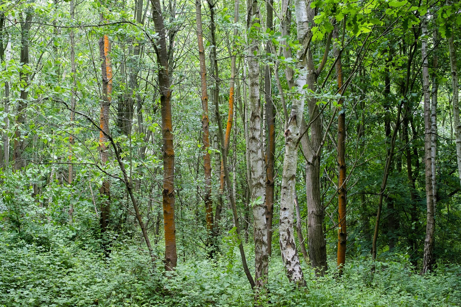 A flash of orange amongst the green. Photograph of trees in a woodland, some of which have a bright orange lichen on them.