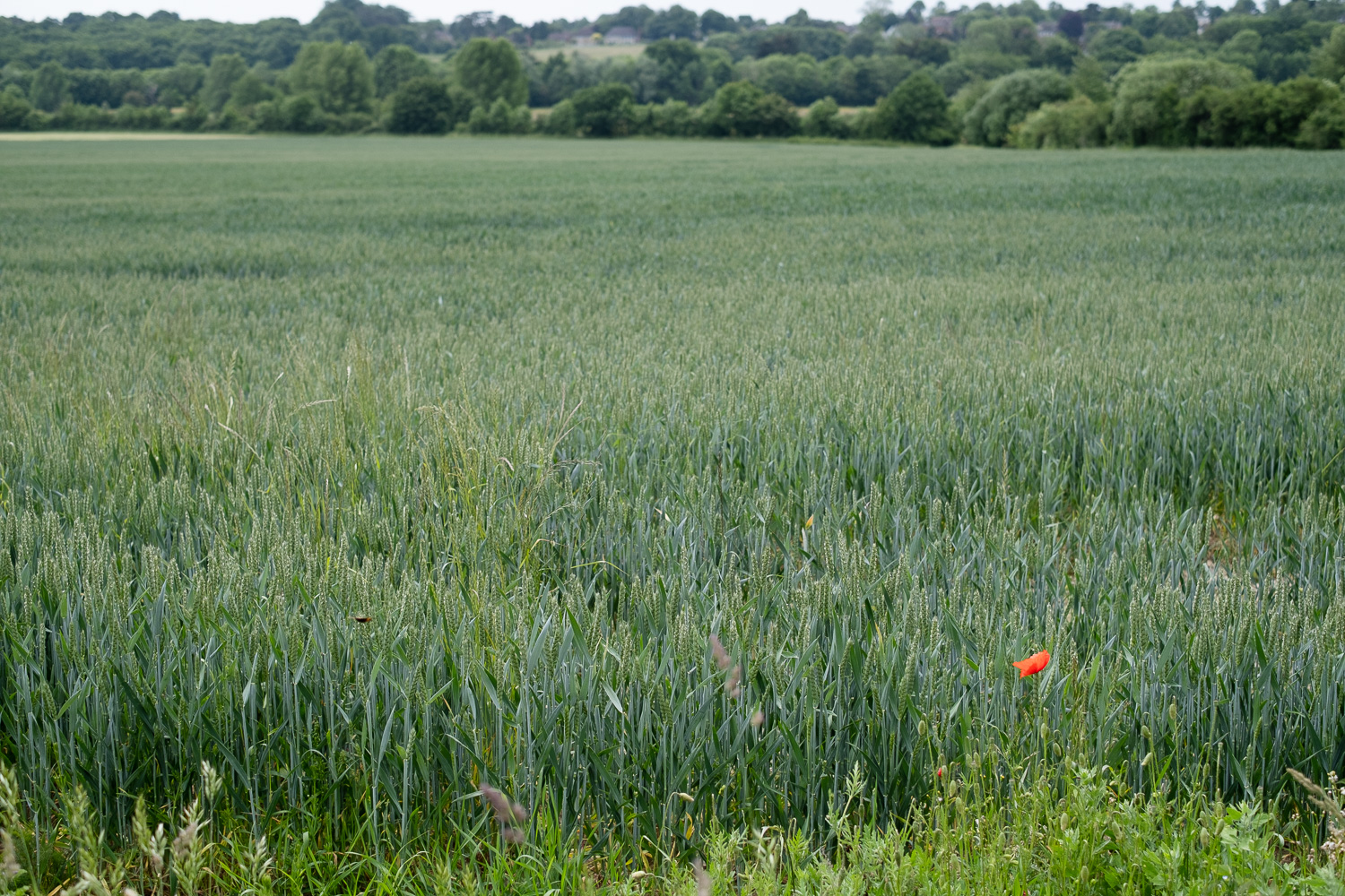 A single red poppy at the edge of a field of wheat, Cymbeline Meadows, Colchester, UK.