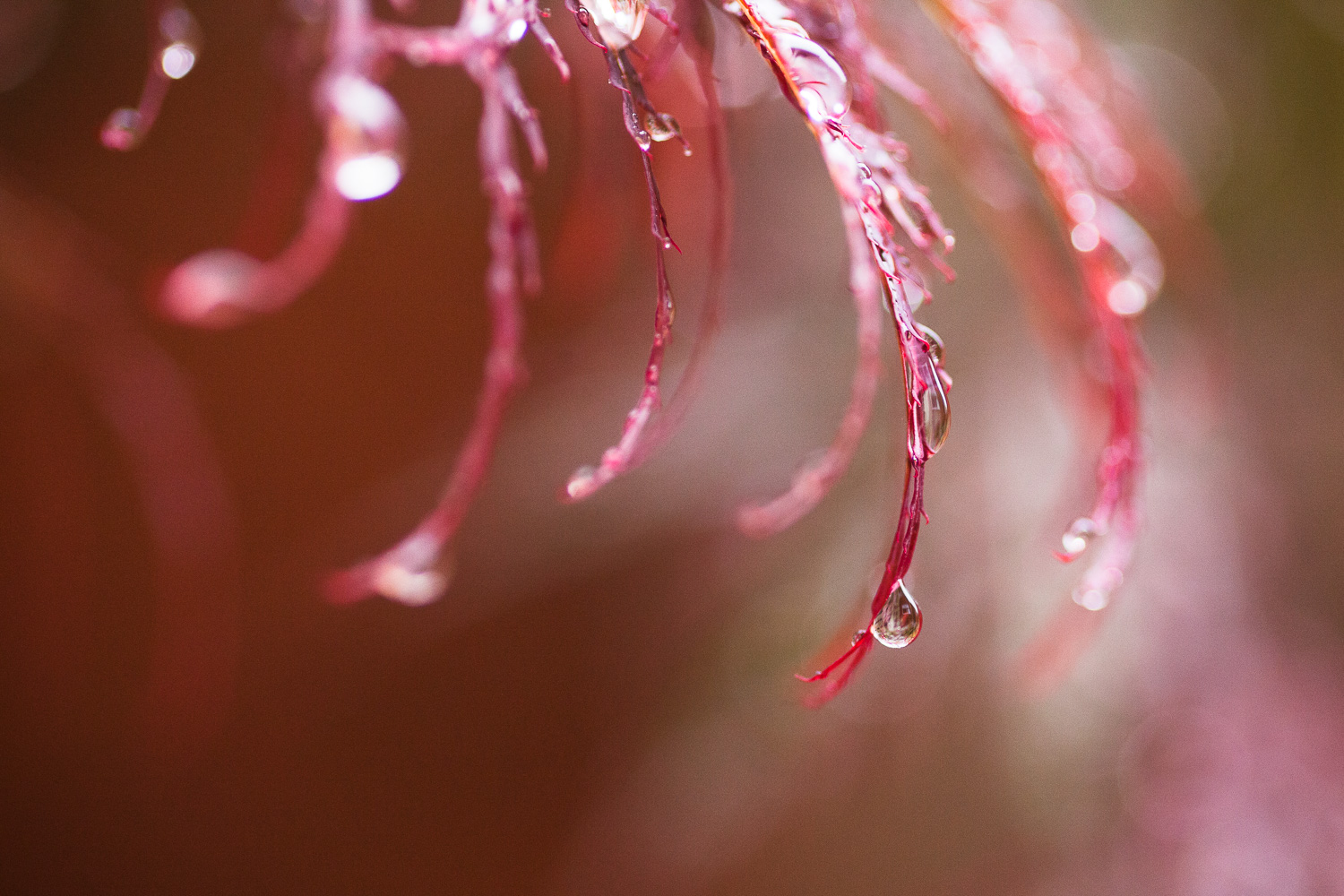 Another ten happy minutes. Macro photograph of water droplets on the ends of red acer leaves.