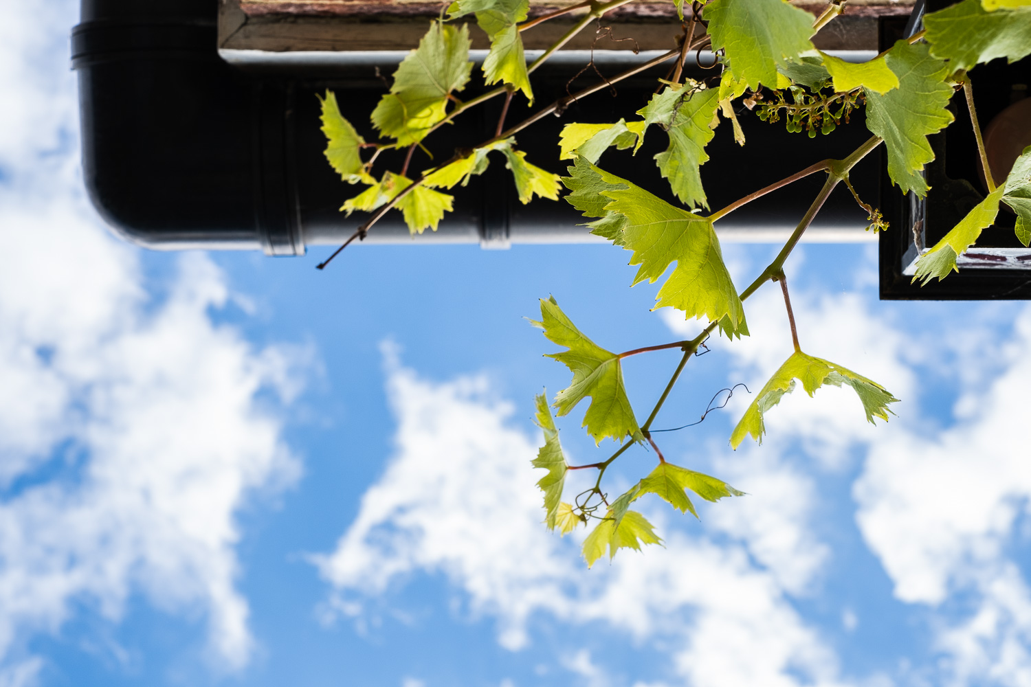 A view I enjoyed for a some time. Photograph looking up at the sky, which is blue with clouds, top of the frame black guttering can be seen, with grape vines with green leaves and small grapes.
