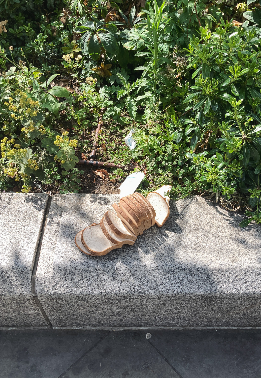 White sliced. Photograph of a loaf of white sliced bread that has been left without any packaging on a concrete wall with plants behinnd (towards the top of the frame)