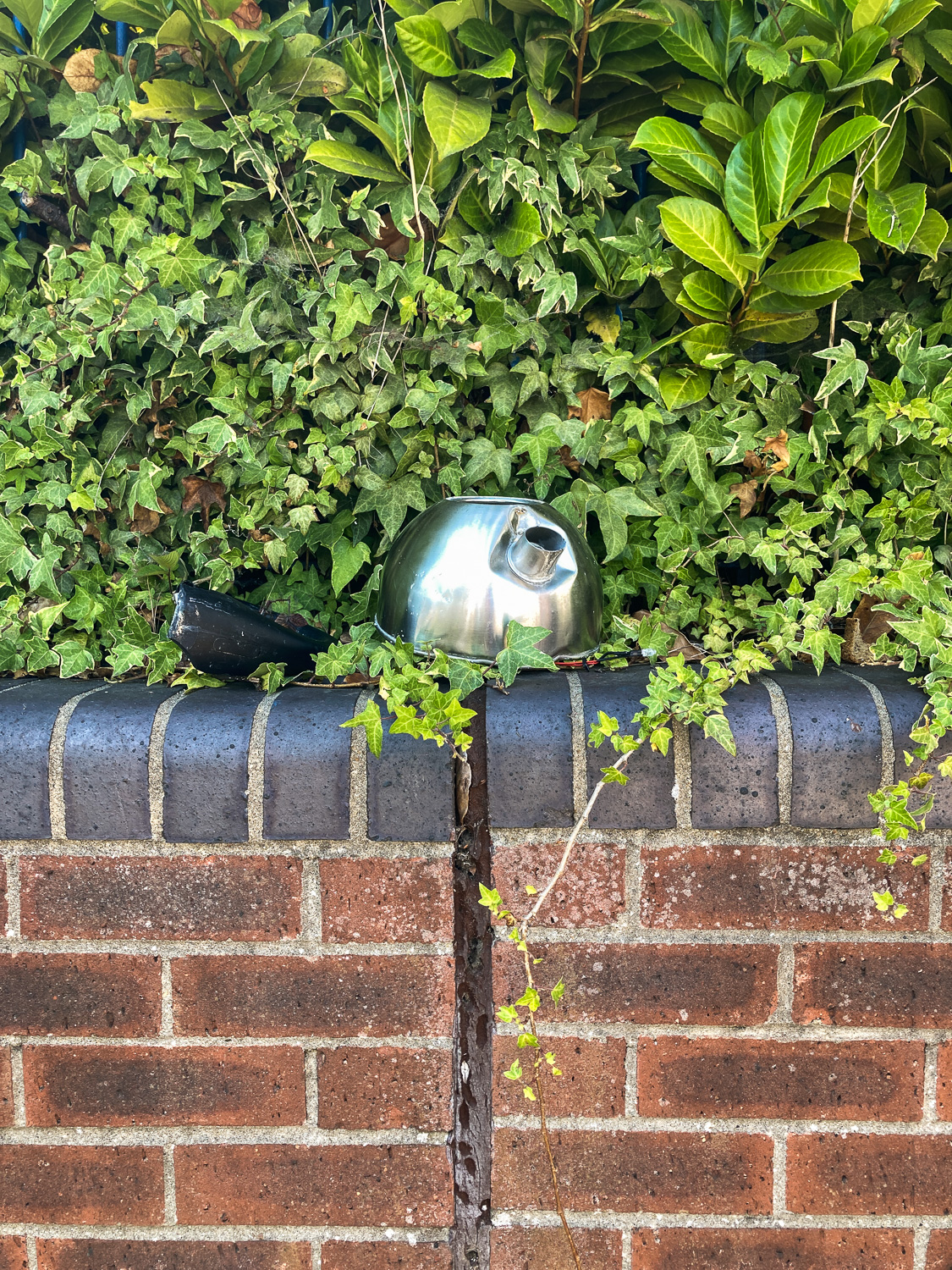 Tea break. Photograph of a dented metal ketlle on a brick wall with foliage around and behind it.