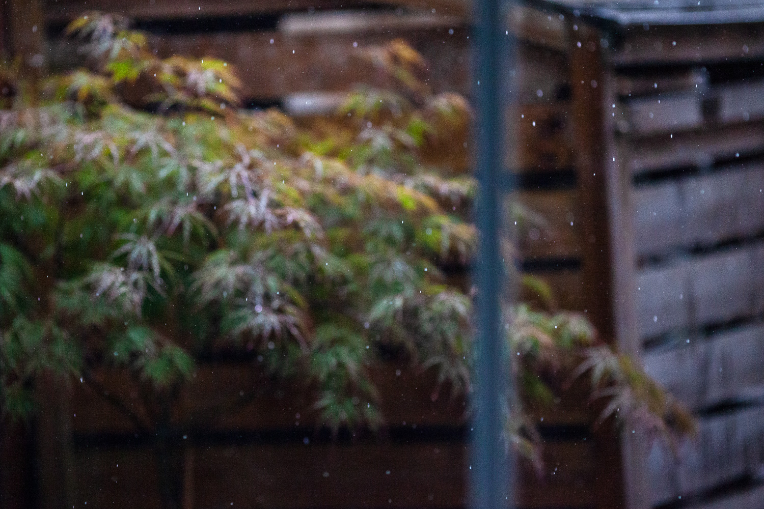 The garden breathed a sigh of relief. Photograph of raindrops caught with a fast shutter speed, falling in front of an acer tree which is out of focus behind. A line towards the centre left is part of the window through which the photograph was taken.