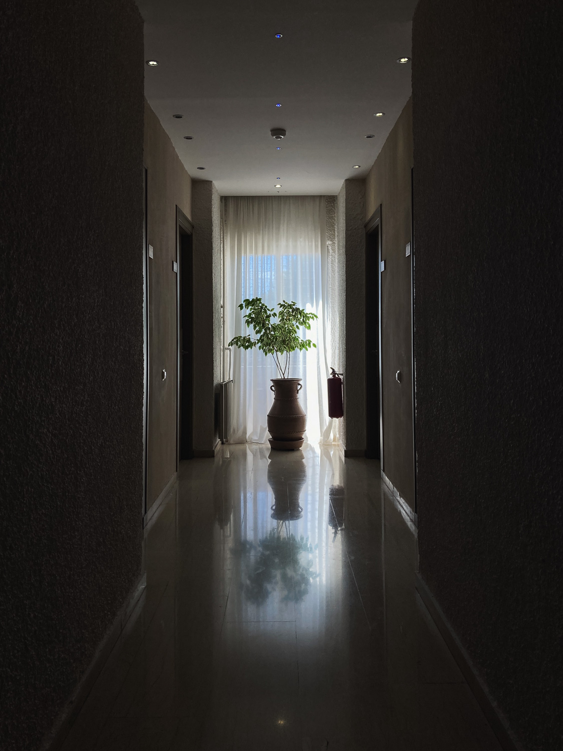 Hotel plant. Photograph of a corridor in a hotel with a plant in a pot in front of a window.