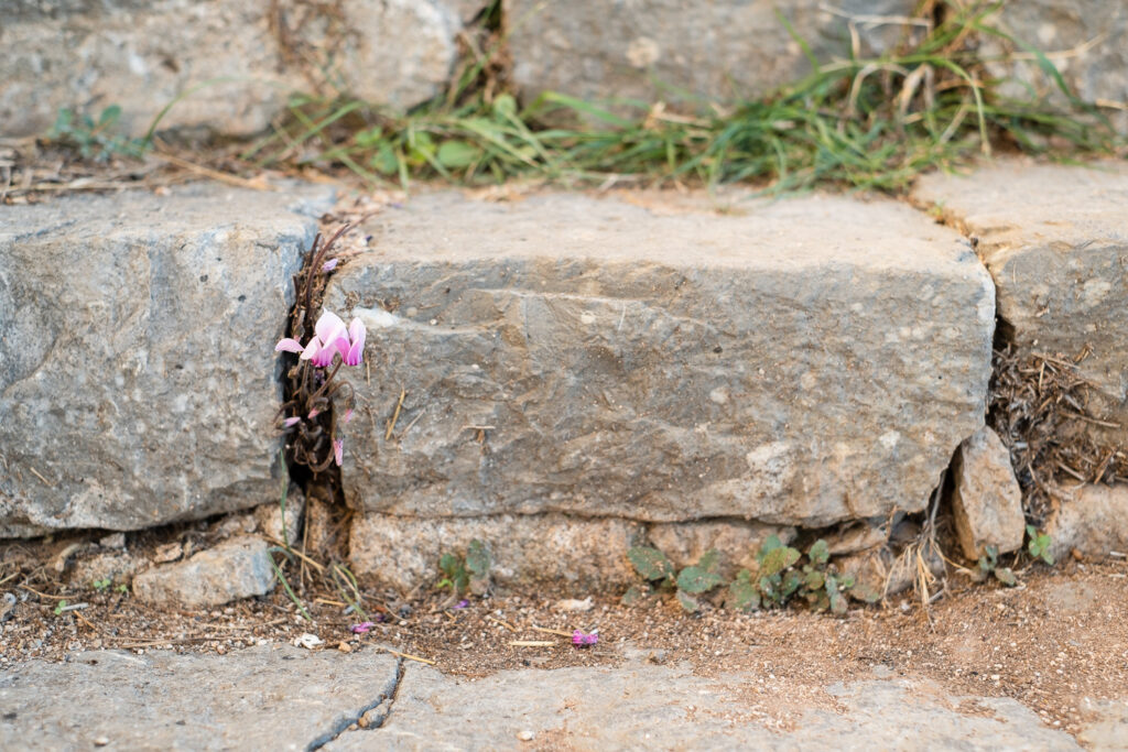 Photograph of a small pink cyclamen plant with two flowers, growing between stones in the steps leading up to Fortress of Palamidi in Nafplio, Greece.