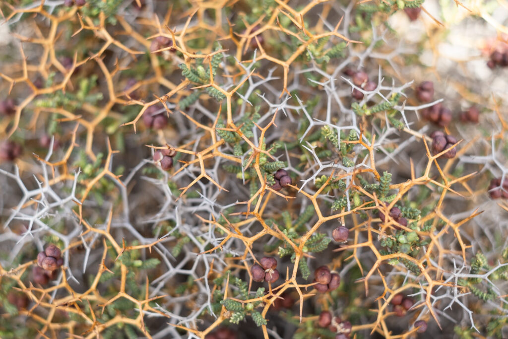 Photograph of a spiky plant growing in very angular ways, making a geometric pattern, with small brownish berries.