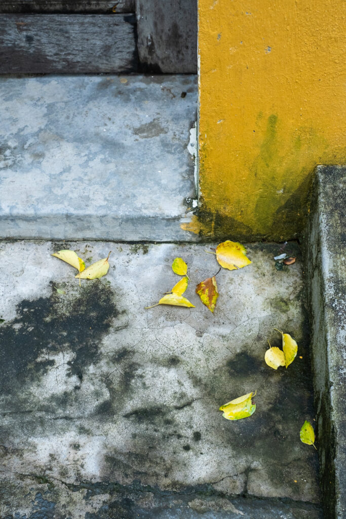 Photograph of yellow leaves on a concrete floor next to a yellow wall, almost looking as though the leaves have emerged from the wall.