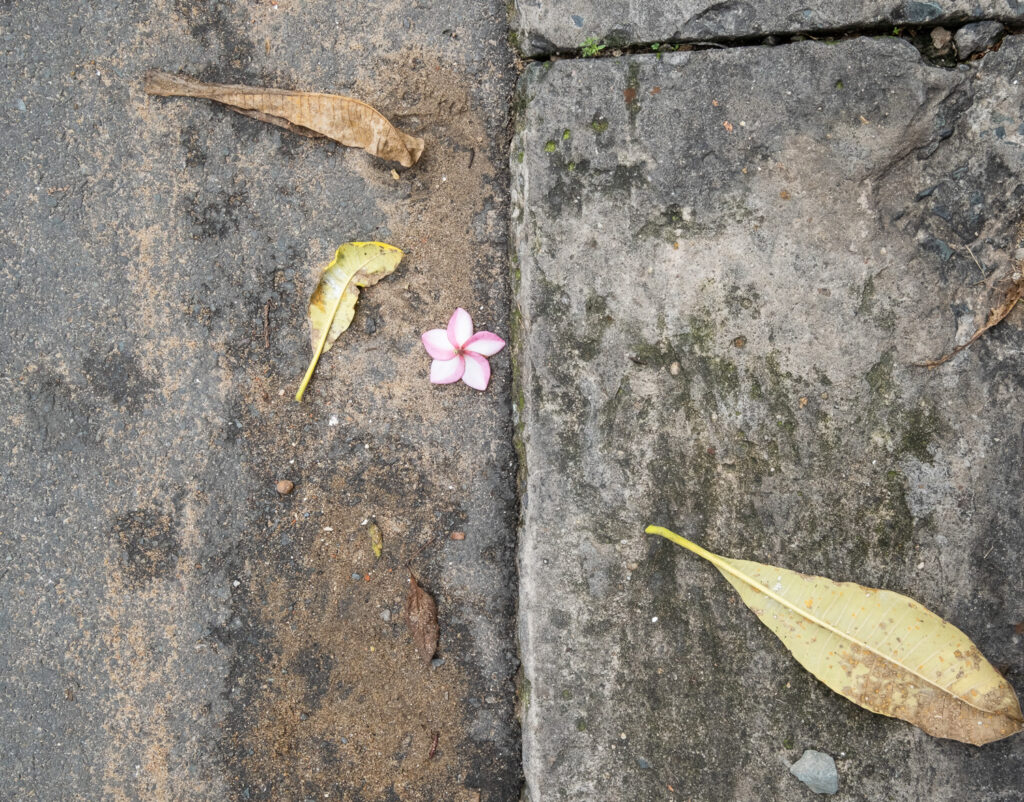 Photograph looking down at the floor with a pink-edged white flower against a paving slab and three fallen dead leaves around.