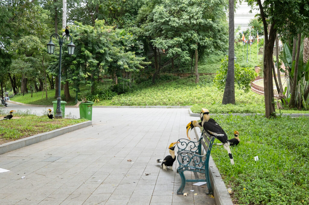 Hornbills sitting on and near a metal and wood fence at the side of a paved path, surrounded by trees and plants. More hornbills can be seen to the left by a lamppost and bins.