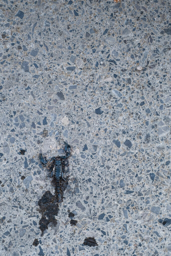 Photograph looking down at a squashed dead scorpion on a concrete floor.