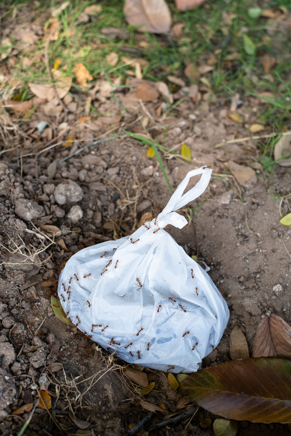 Photograph of a white plastic bag with the handles tied together, indicating it is full of rubbish, covered in very large ants, left on soil with fallen leaves and grass around.