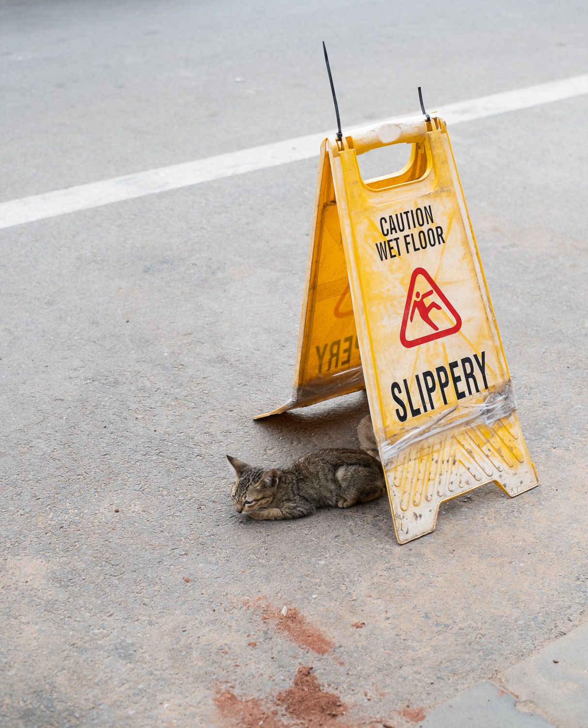 Photograph of a yellow warning sign saying 'Caution wet floor, SLIPPERY', with two kittens (one barely visible) sheltering underneath