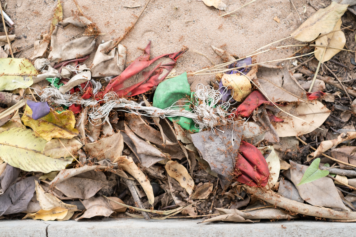 Photograph of burst balloons and string mixed up with leaves on the floor and covered in large ants.