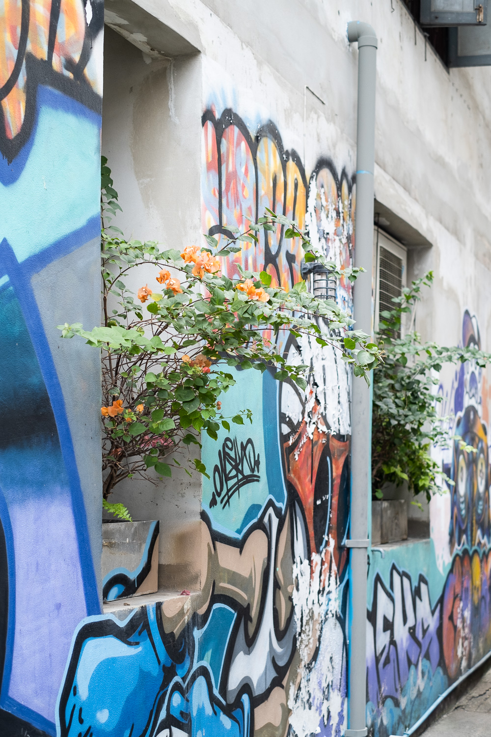 Photograph of a wall with colourful grafitti, two window openings with leafy plants with orange flower on emerging from them, and a grey plastic pipe between them.