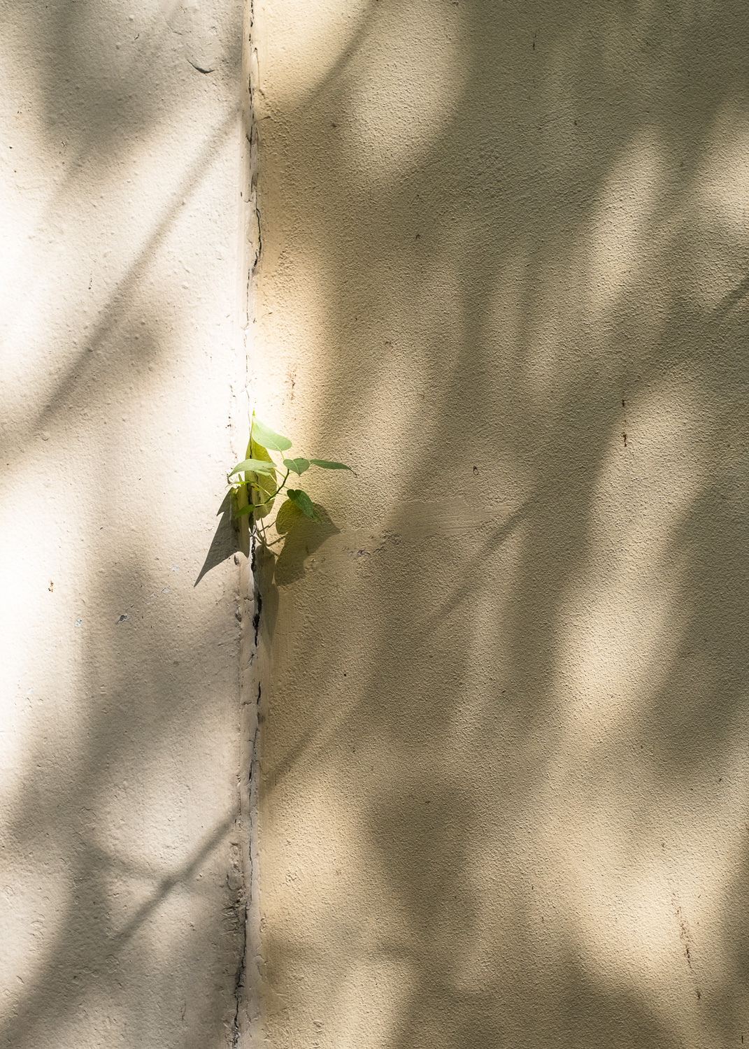 Photograph of a small leafy plant emerging from a gap in a wall - to the left is painted cream and to the right is a slightly darker shade. Dappled light and shade goes across the wall.