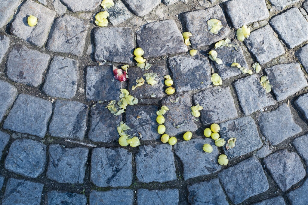 Photograph looking down at a cobbled street with dropped grapes on it, some of which have been squashed.