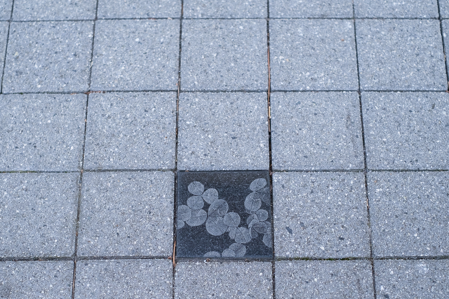 Photograph of paving slabs, all of which are plain except one lower centre that is etched with images of leaves.