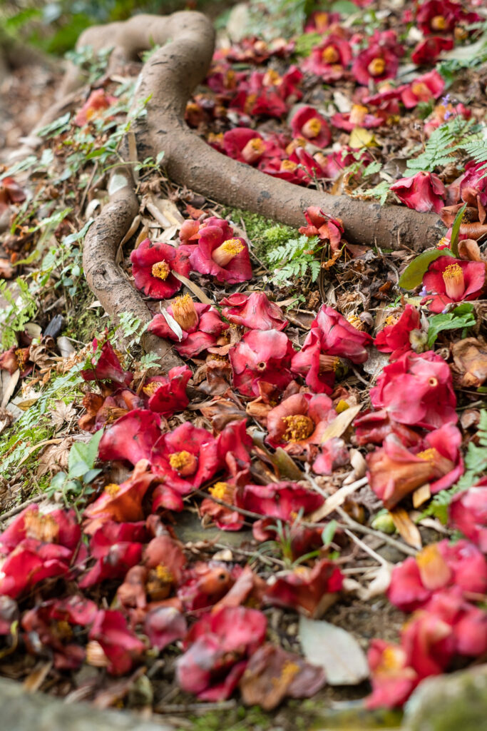 Photograph of fallen red flowers on the ground with roots and grass visible too.