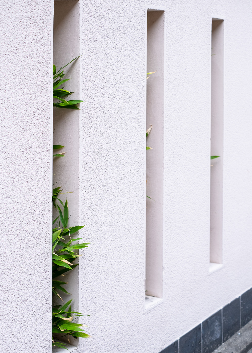 Photograph of a pink wall with three narrow rectangular openings, through which leaves are poking out, particularly the one nearest the left.