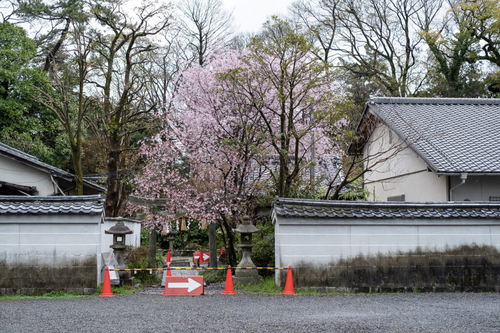 Photograph of Japanese walls with trees, including a cherry blossom in full pink bloom  and buildings behind, with stone lanterns and a stone torii gate in the gap between the walls, which is fenced off with orange cones and black and yellow poles, with arrows pointing to the right.