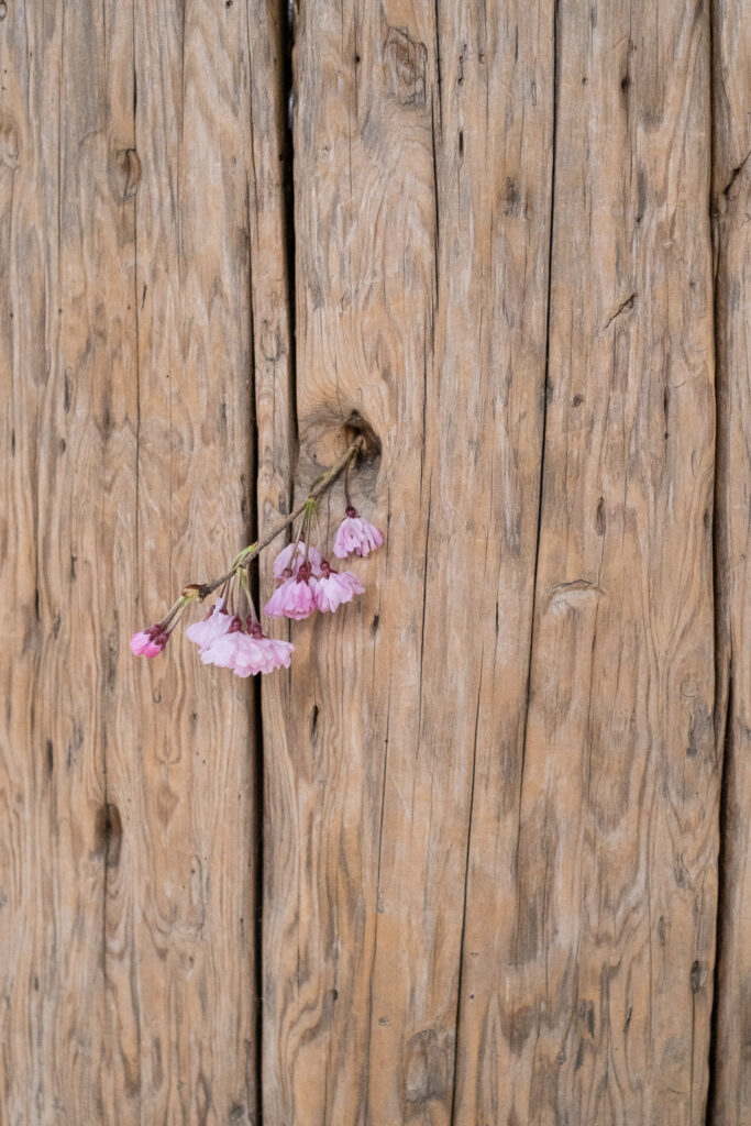 Photograph of a wooden panel with a branch of pink cherry blossom sticking out of it.