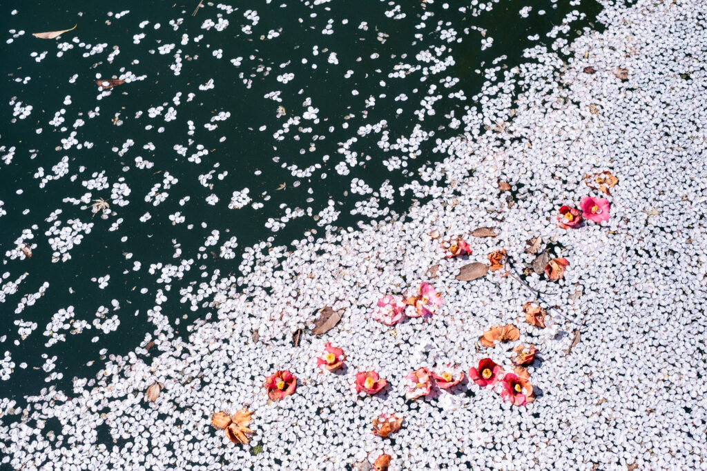 Fallen cherry blossom and camellia flowers on the surface of a river in Kanazawa, Japan.