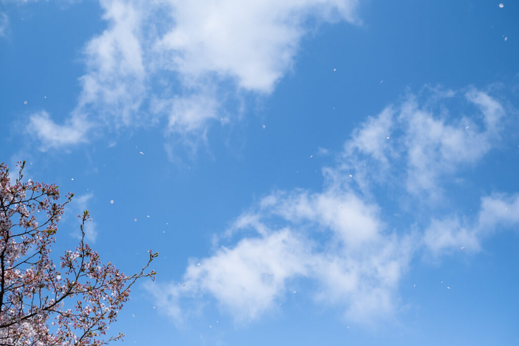 Photograph of blossom flying off a cherry blossom tree (which is to the bottom left of the frame) with blue sky and clouds visible behind.