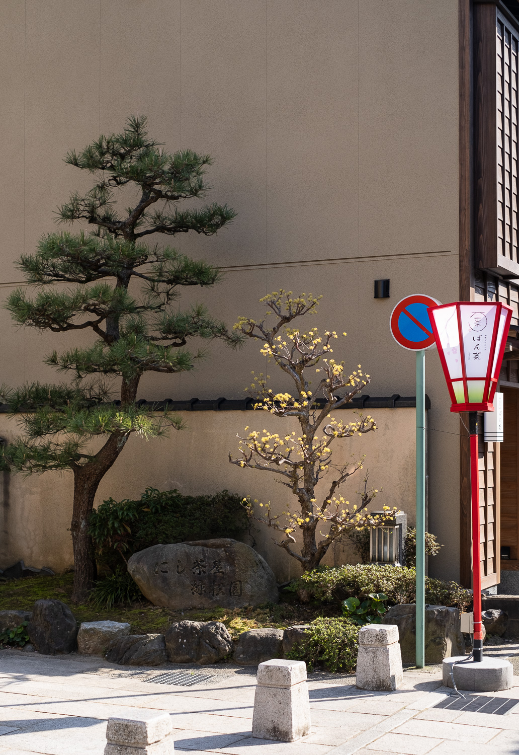 Nishi Chaya District, Kanazawa, Ishikawa District, Japan. Photograph of a tree with yellow blossom in the sunlight, in a border in front of a beige wall with a pine tree in the shade to the left, a sign and red rimmed lantern to the right, with a pavement with bollards in front.