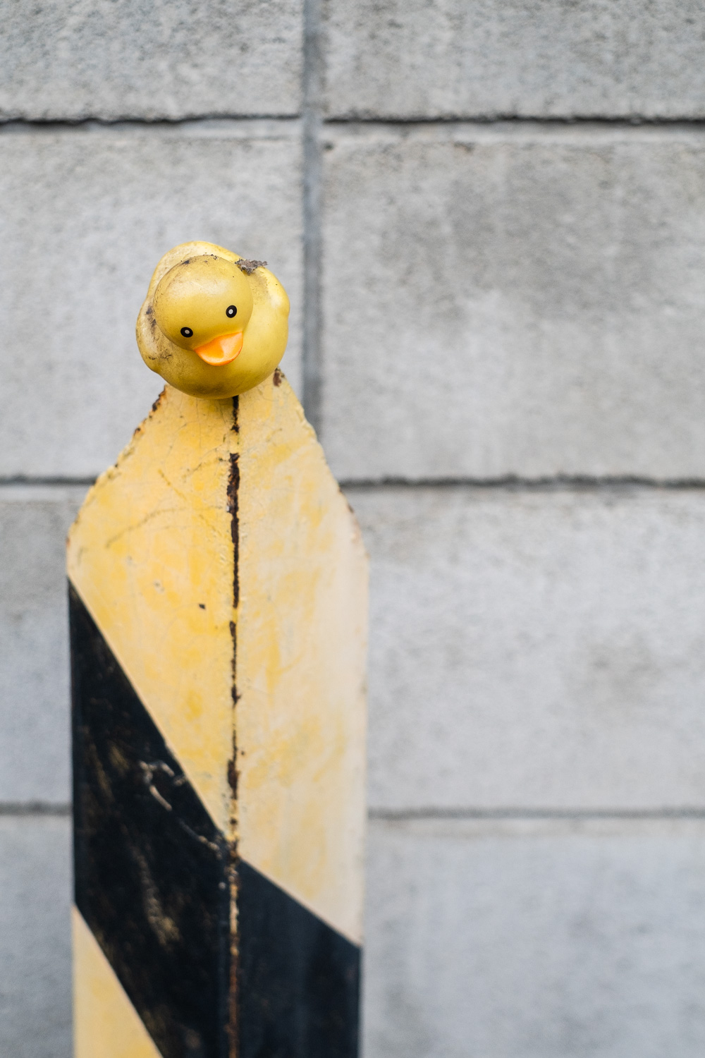 Photograph of a yellow rubber duck on a metal pointed barrier that is painted yellow and black. Tokyo, Japan