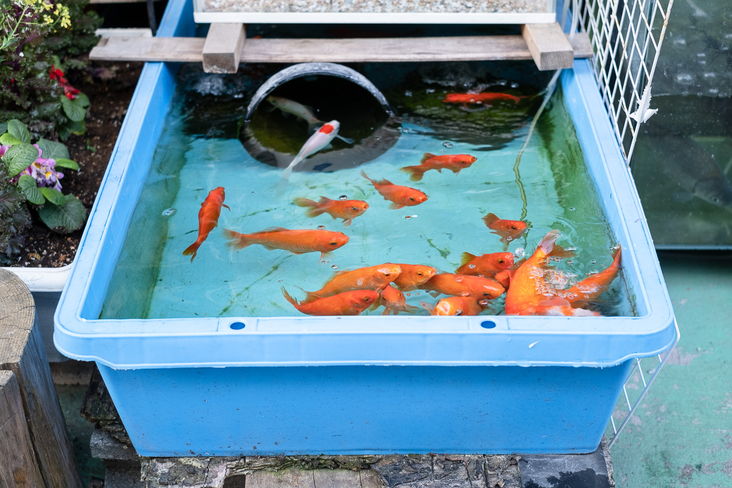 Photograph of a blue plastic tub filled with water and lots of orange goldfish gathering in the front right corner. Flowers can be seen in the background to the left.