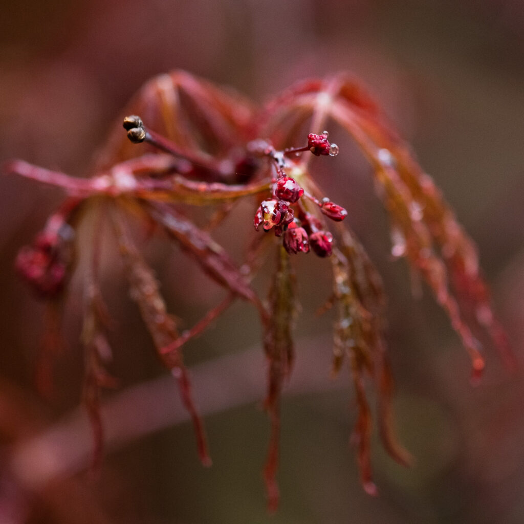 Macro selective focus photograph of buds on an acer, wet in the rain.