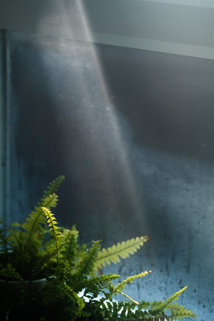 Photograph of rays of light hitting steam , with a window pane behind with condensation on it, and a fern in the foreground that's partially lit.