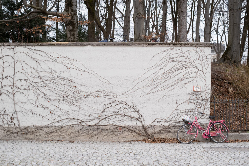 Photograph of a pink bike leaning against a wall with tendrils of climbing plants in winter, with pavement in the foreground and tree trunks behind. Munich, Germany