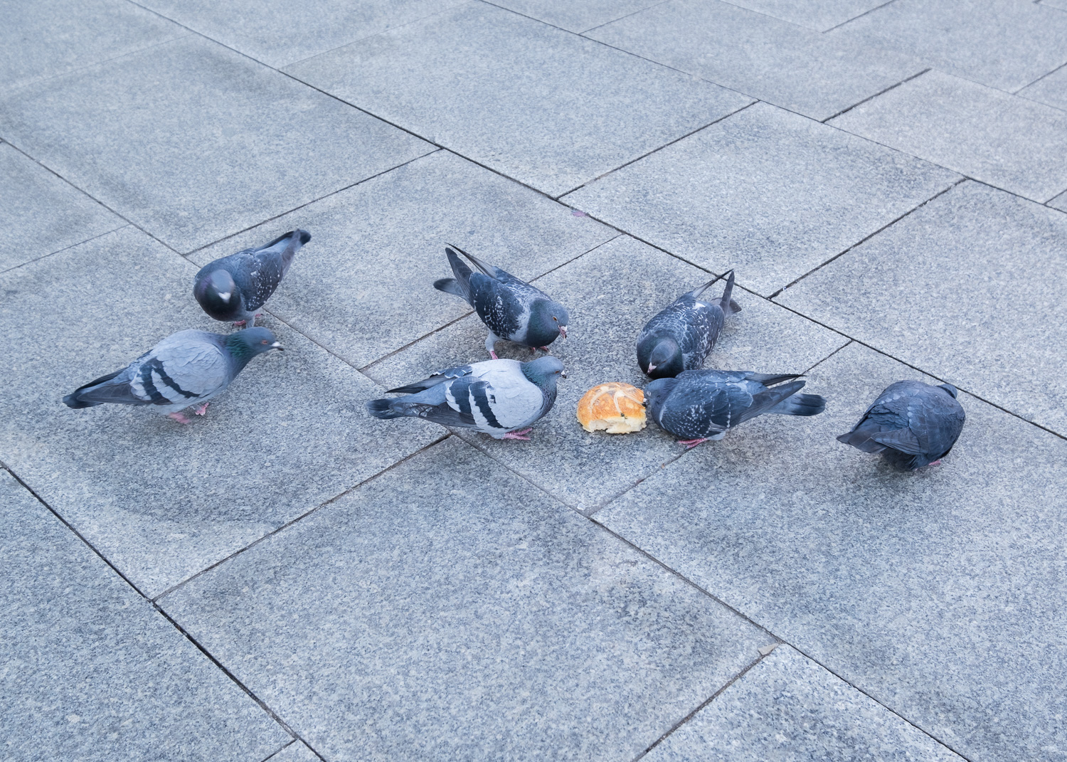 Photograph of seven pigeons eating a bread rool, on a paved area. Cologne, Germany.