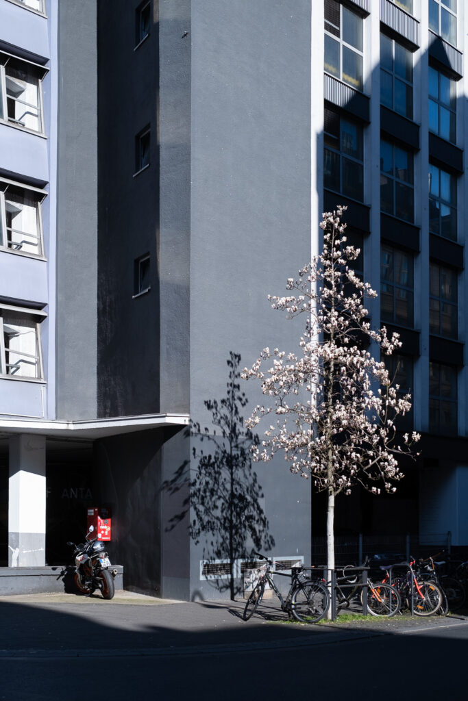 Photograph of Magnolia tree just starting to blossom, in sunlight but surrounded by shadow and buildings in Cologne, Germany, with bikes around the base and a motorbike to the left.