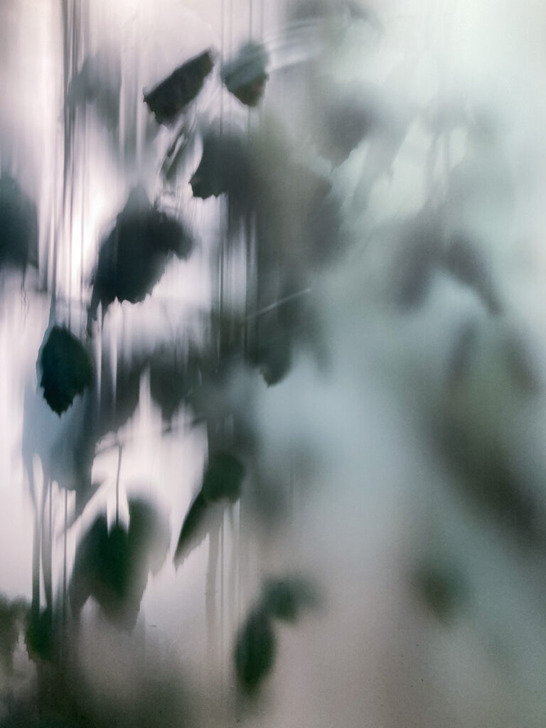 Photograph of a plant behind frosted glass.