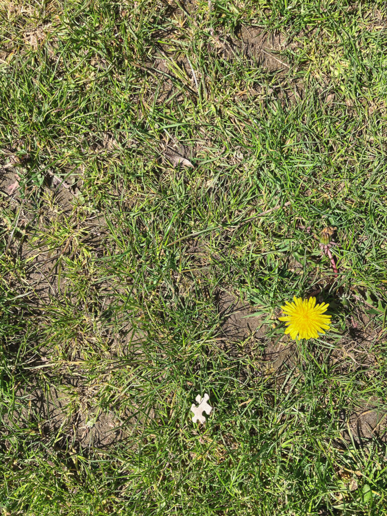 Photograph of a patch of grass with an upturned puzzle pice near the bottom of the frame and a dandelion flower to the right.